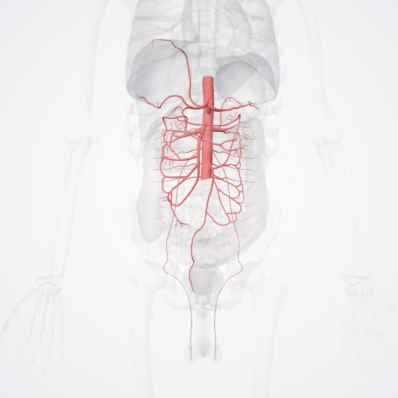 Abdominal aorta (Aorta abdominalis) highlighted in a 3D model of the human body