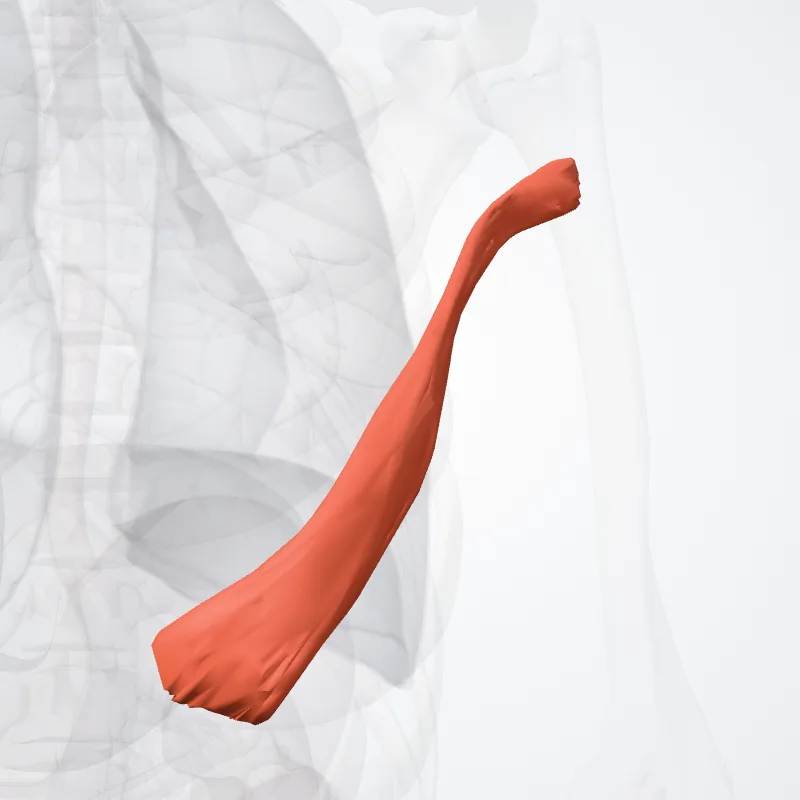 (Abdominal part of pectoralis major muscle) ((Pars abdominalis musculi pectoralis majoris)) highlighted in a 3D model of the human body
