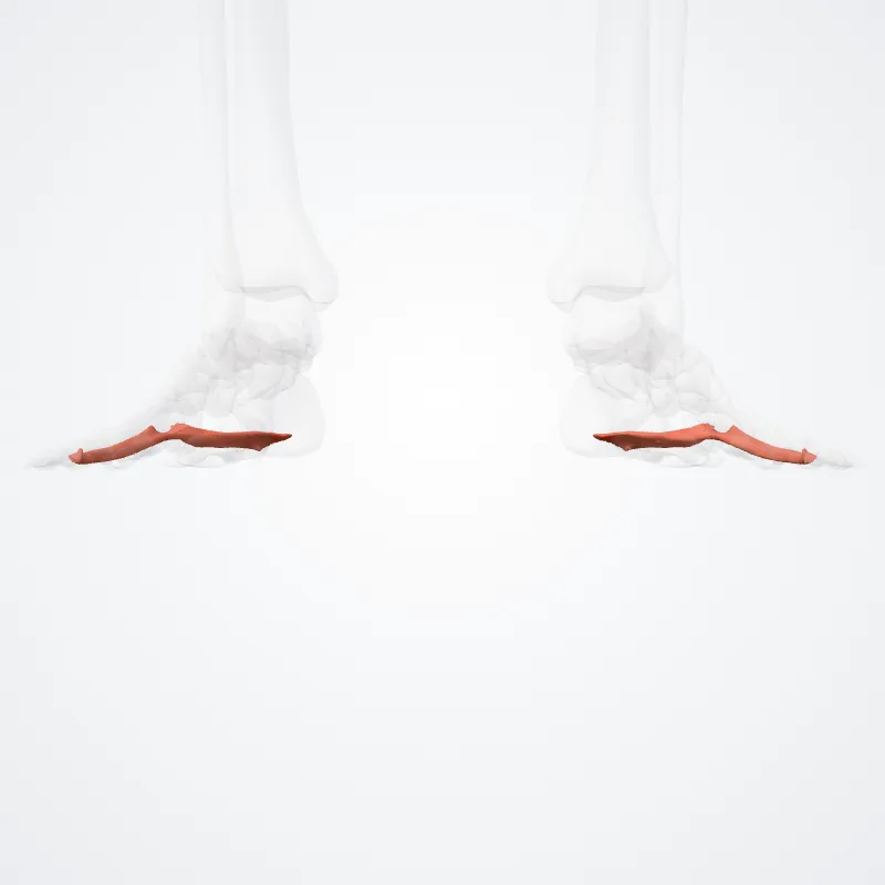 Abductor digiti minimi pedis (Abductor digiti minimi of foot) hervorgehoben in einem 3D-Modell des menschlichen Körpers