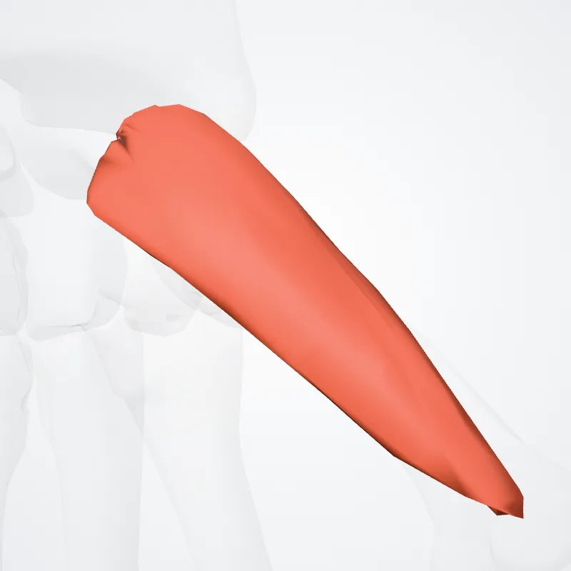 Abductor pollicis brevis (Abductor brevis pollicis) highlighted in a 3D model of the human body