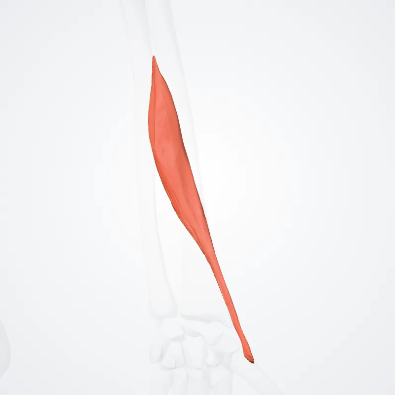 Abductor longus pollicis (Abductor pollicis longus) hervorgehoben in einem 3D-Modell des menschlichen Körpers