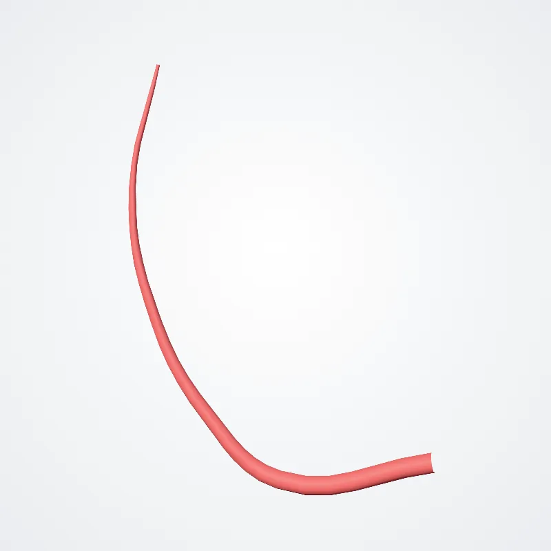 Ramus accessorius arteriae meningeae mediae (Accessory branch of middle meningeal artery) hervorgehoben in einem 3D-Modell des menschlichen Körpers