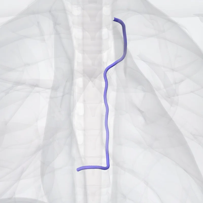 Vena hemiazyga accessoria (Accessory hemi-azygos vein) hervorgehoben in einem 3D-Modell des menschlichen Körpers