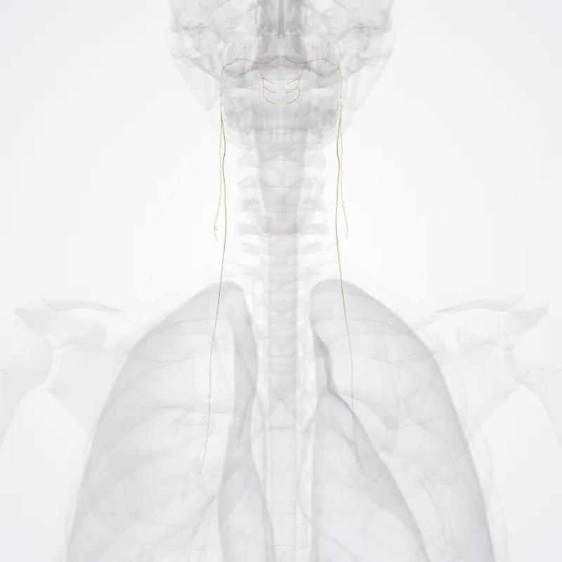 Nervus accessorius (XI) (Accessory nerve (XI)) hervorgehoben in einem 3D-Modell des menschlichen Körpers