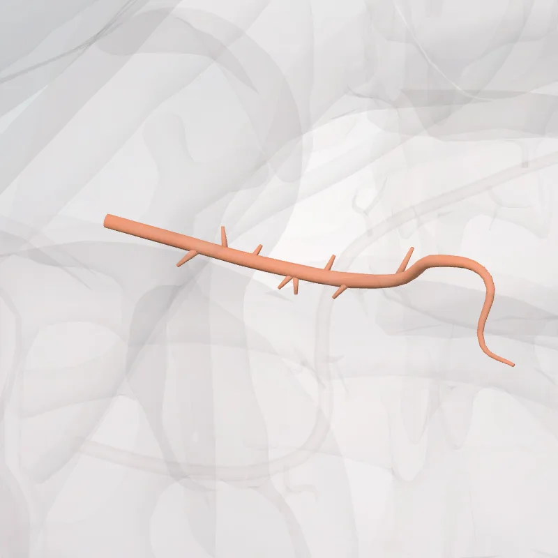 Accessory pancreatic duct (Ductus pancreaticus accessorius) highlighted in a 3D model of the human body