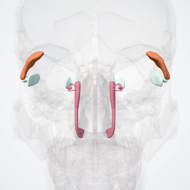 Structurae accessoriae oculi (Accessory visual structures) hervorgehoben in einem 3D-Modell des menschlichen Körpers