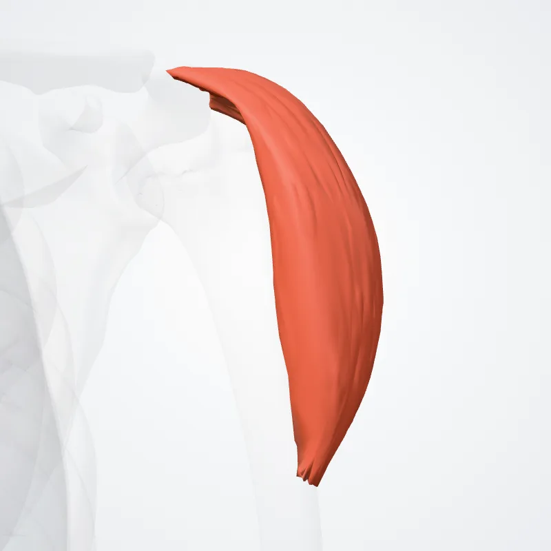 Pars acromialis musculi deltoidei (Acromial part of deltoid muscle) hervorgehoben in einem 3D-Modell des menschlichen Körpers