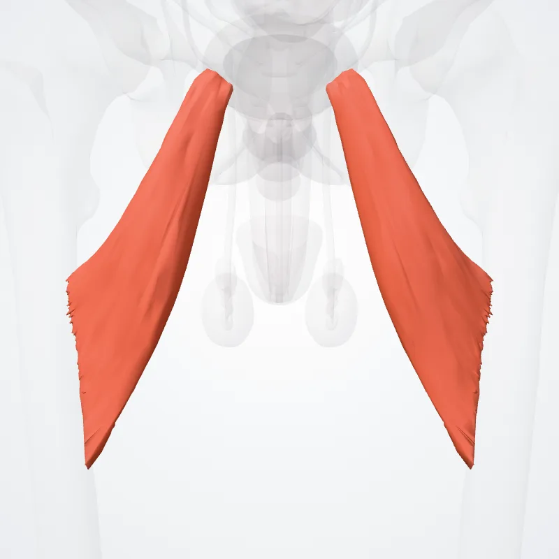 Adductor brevis hervorgehoben in einem 3D-Modell des menschlichen Körpers