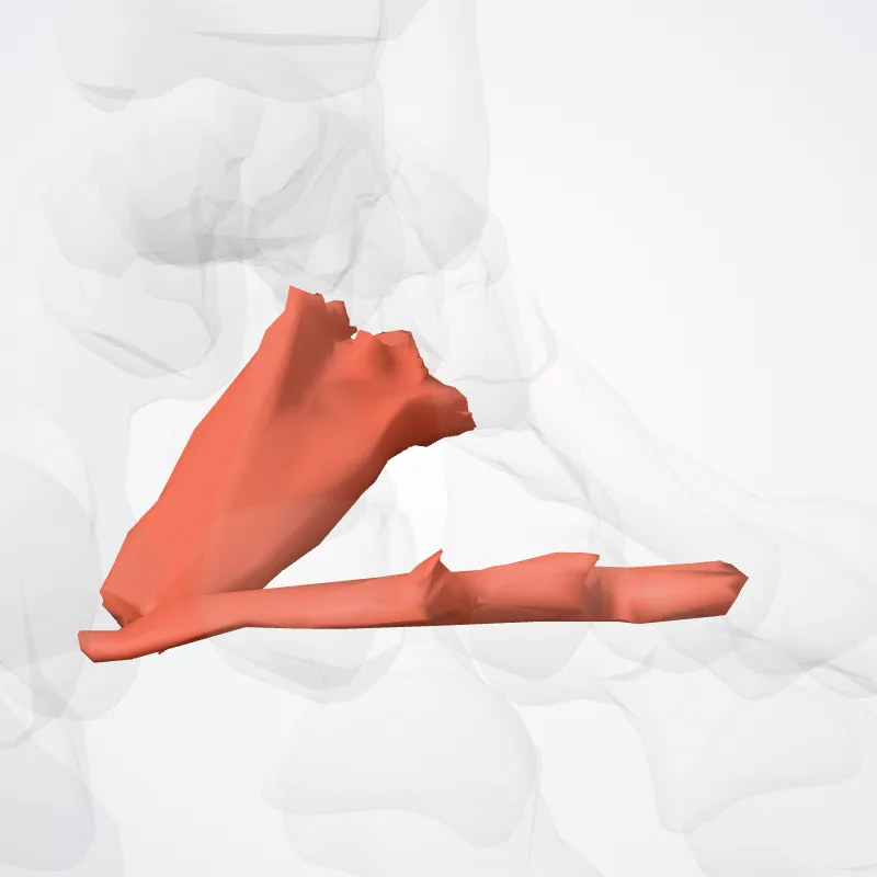 Adductor hallucis highlighted in a 3D model of the human body