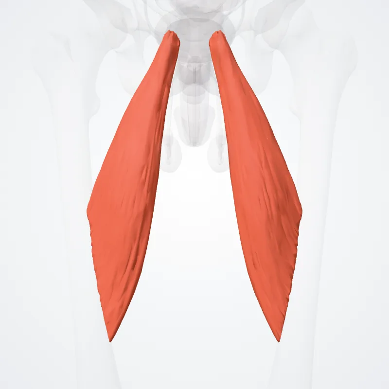 Adductor longus hervorgehoben in einem 3D-Modell des menschlichen Körpers