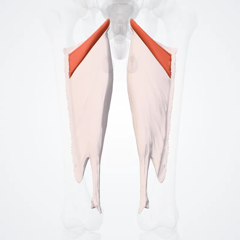 Adductor magnus highlighted in a 3D model of the human body