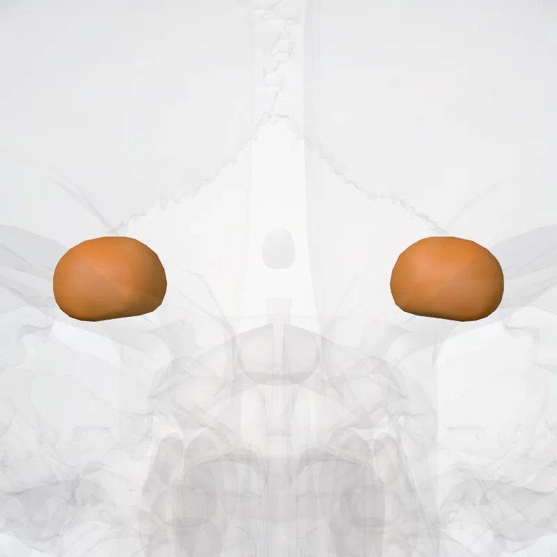 Amygdaloid body (Corpus amygdaloideum) highlighted in a 3D model of the human body