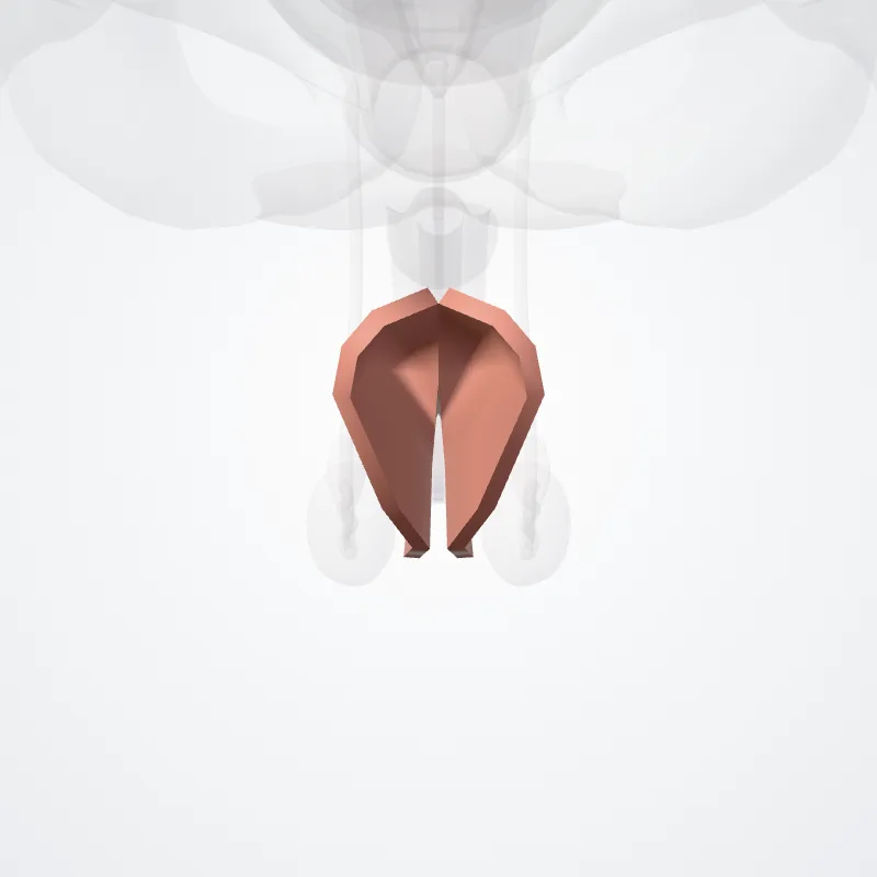 Regio analis (Anal region) hervorgehoben in einem 3D-Modell des menschlichen Körpers