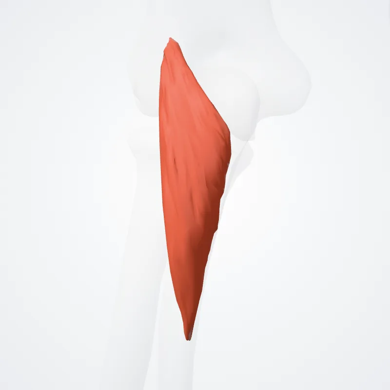 Musculus anconeus (Anconeus muscle) hervorgehoben in einem 3D-Modell des menschlichen Körpers
