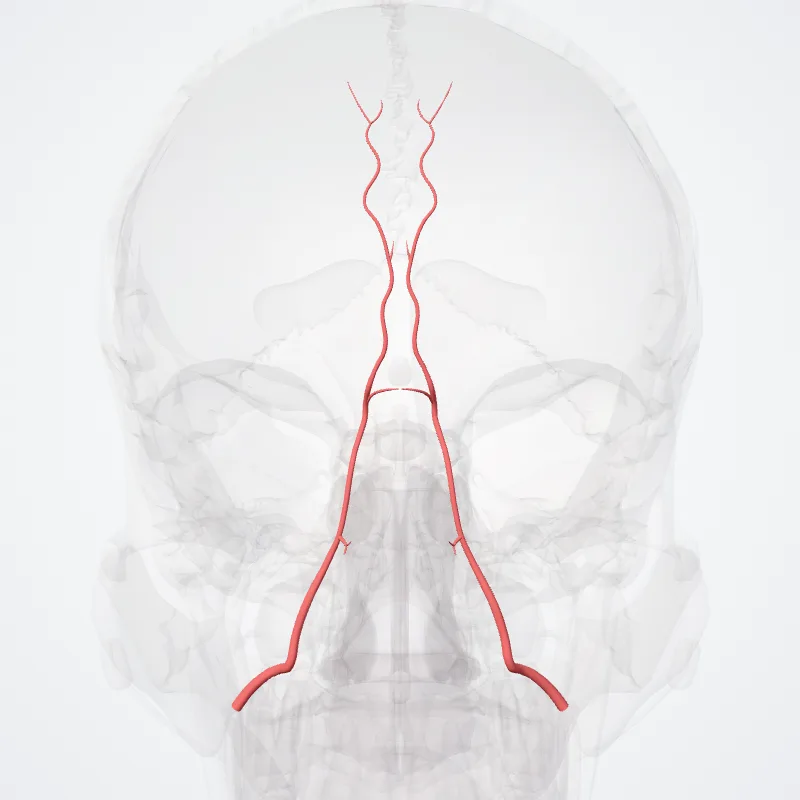 Angular artery (Arteria angularis) highlighted in a 3D model of the human body