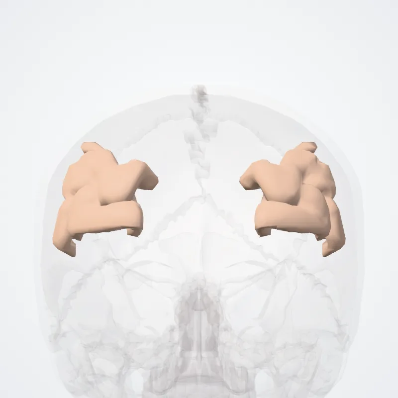 Angular gyrus (Gyrus angularis) highlighted in a 3D model of the human body