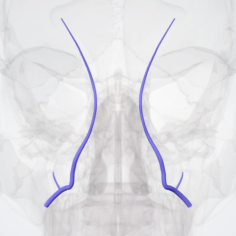 Vena angularis (Angular vein) hervorgehoben in einem 3D-Modell des menschlichen Körpers