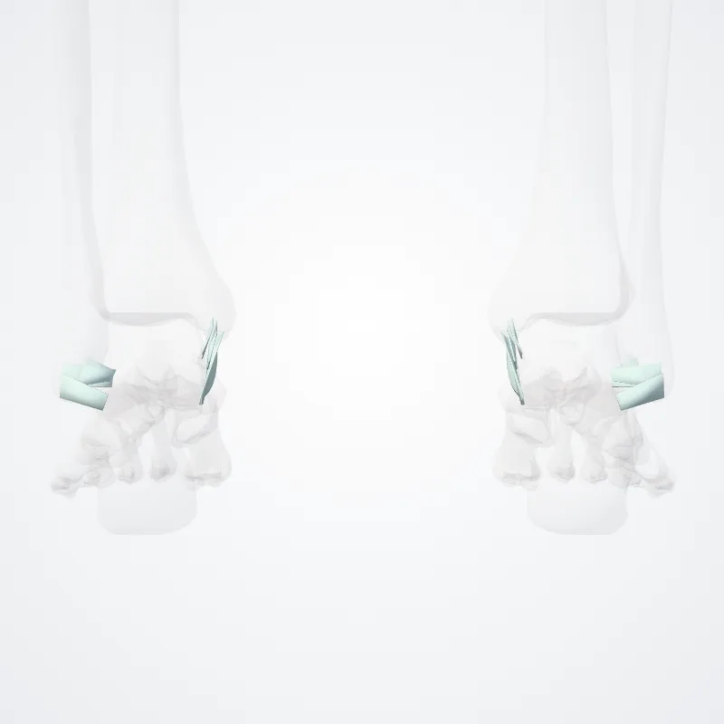 Ankle joint (Articulatio talocruralis) highlighted in a 3D model of the human body