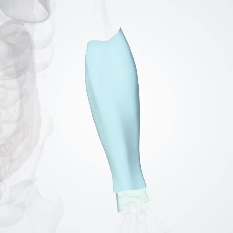 Fascia antebrachii (Antebrachial fascia) hervorgehoben in einem 3D-Modell des menschlichen Körpers