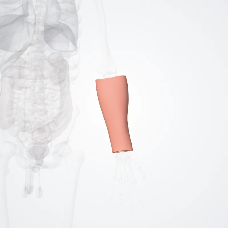 Antebrachial region (Regio antebrachialis) highlighted in a 3D model of the human body