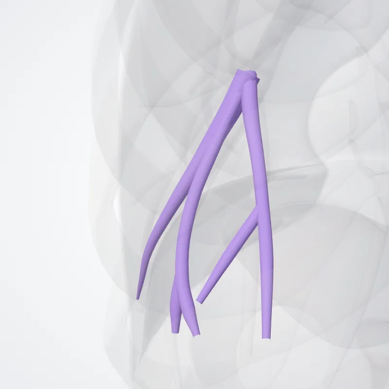 Anterior basal segmental artery of left lung (Arteria segmentalis basalis anterior pulmonis sinistri) highlighted in a 3D model of the human body