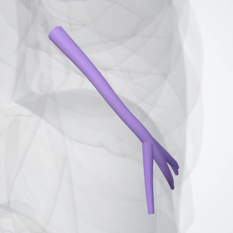 Anterior basal segmental artery of right lung (Arteria segmentalis basalis anterior pulmonis dextri) highlighted in a 3D model of the human body