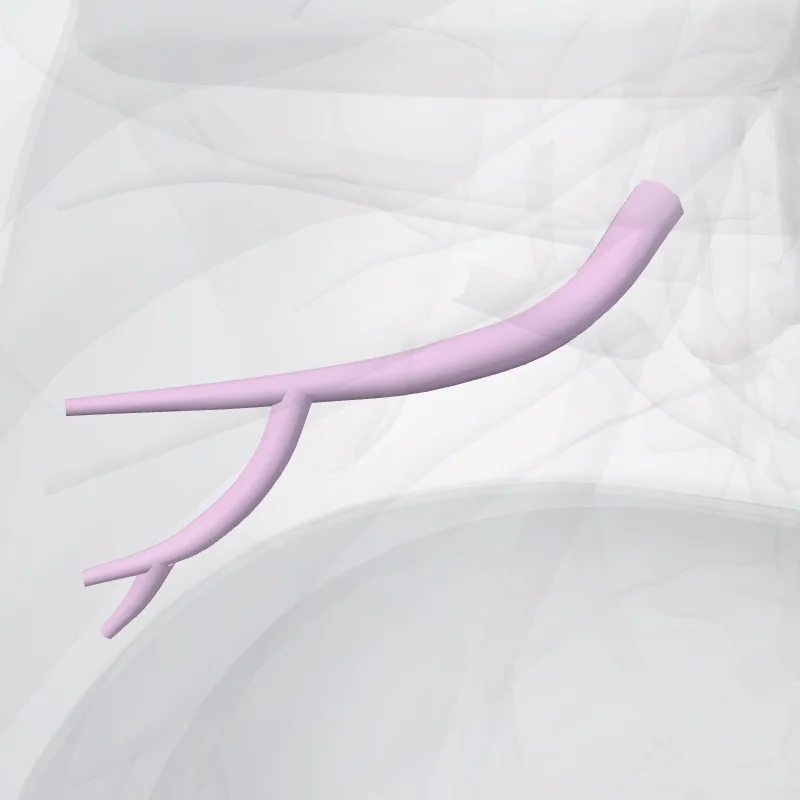 Anterior basal segmental bronchus of right lung (BVIII) (Bronchus segmentalis basalis ant. pulmonis dextri (BVIII)) highlighted in a 3D model of the human body