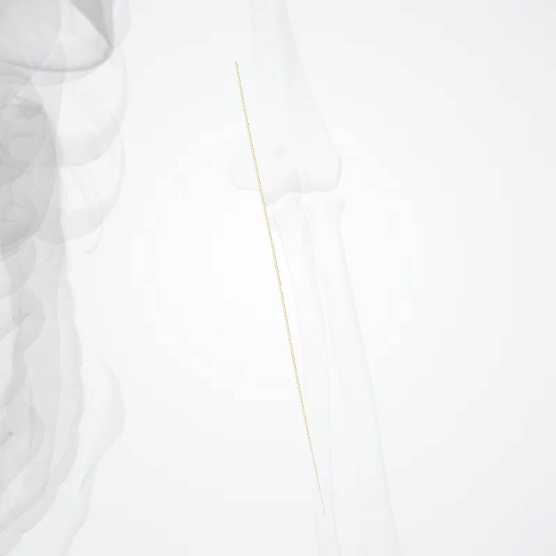 Anterior branch of medial antebrachial cutaneous nerve (Ramus anterior nervi cutanei medialis antebrachii) highlighted in a 3D model of the human body