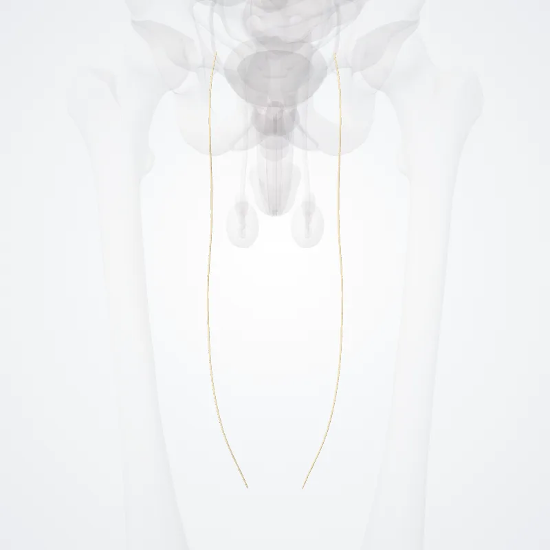 Ramus anterior nervi obturatorii (Anterior branch of obturator nerve) hervorgehoben in einem 3D-Modell des menschlichen Körpers