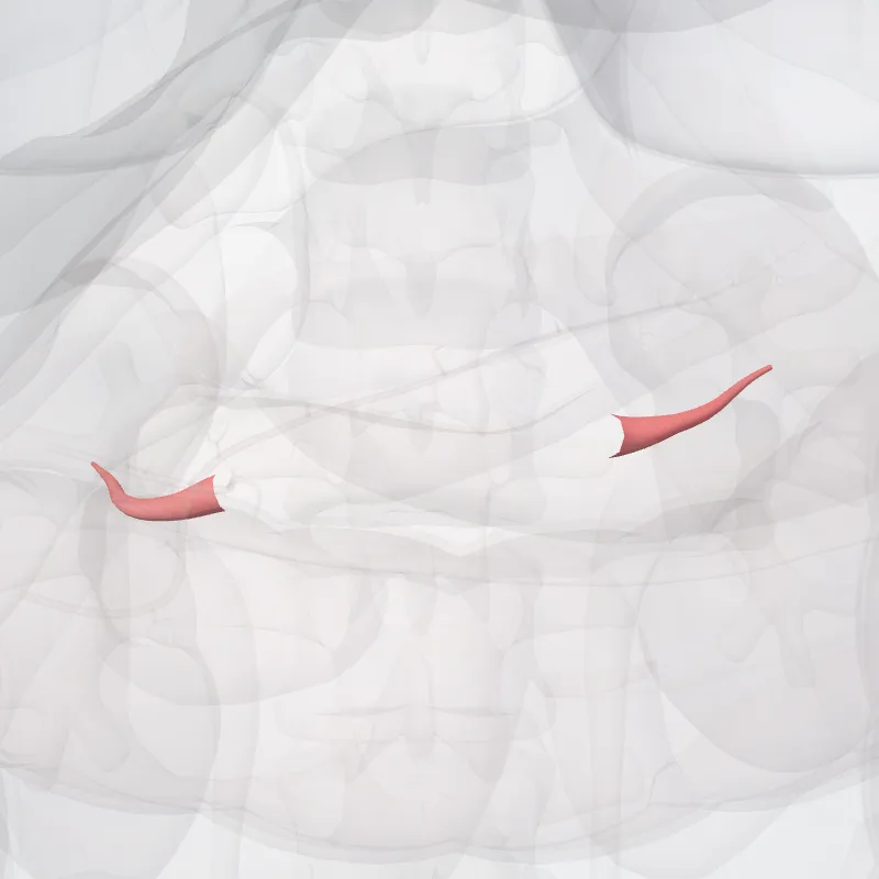 Anterior branch of renal artery (Ramus anterior arteriae renalis) highlighted in a 3D model of the human body