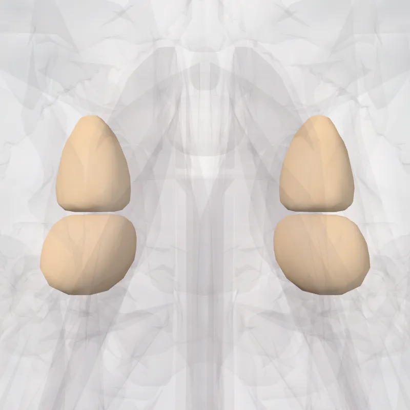 Cellulae anteriores ossis ethmoidei (Anterior cells of ethmoid bone) hervorgehoben in einem 3D-Modell des menschlichen Körpers