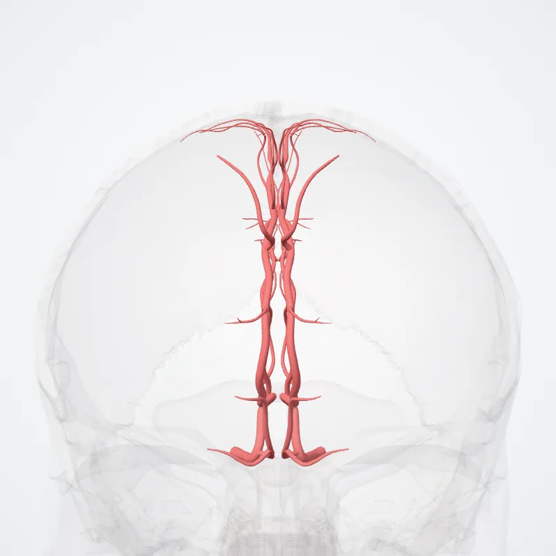 Arteria cerebri anterior (Anterior cerebral artery) hervorgehoben in einem 3D-Modell des menschlichen Körpers