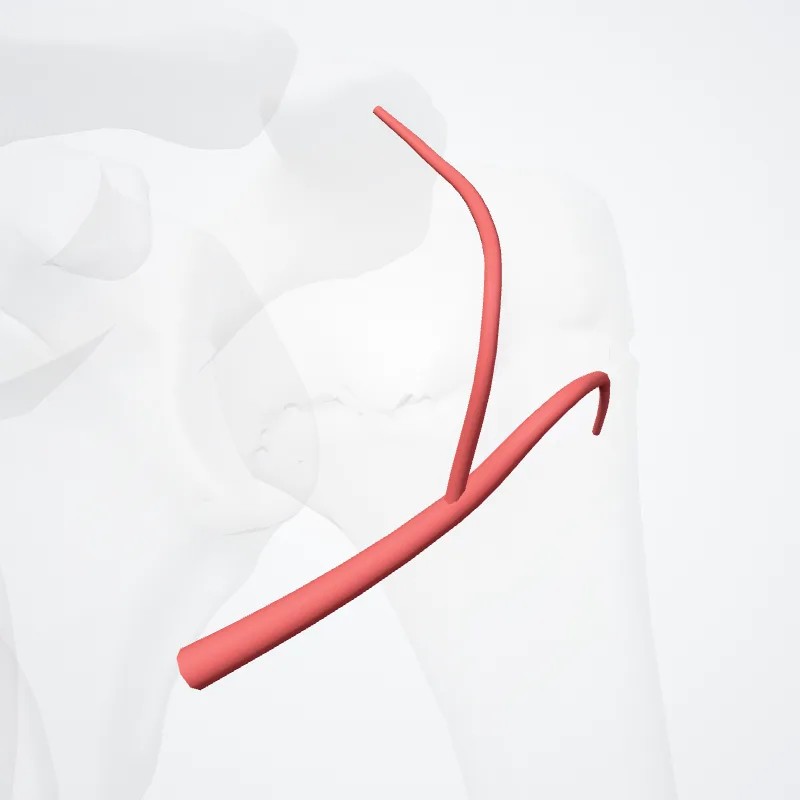 Arteria circumflexa anterior humeri (Anterior circumflex humeral artery) hervorgehoben in einem 3D-Modell des menschlichen Körpers