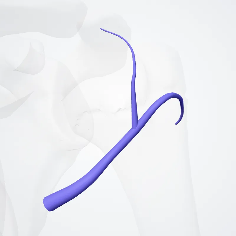 Vena circumflexa anterior humeri (Anterior circumflex humeral vein) hervorgehoben in einem 3D-Modell des menschlichen Körpers