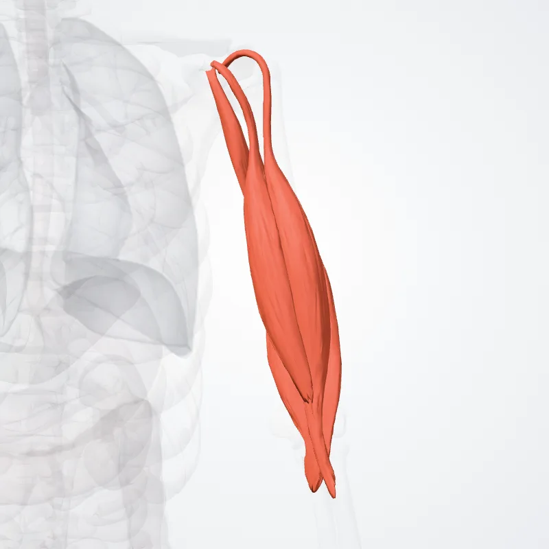 Compartimentum anterius brachii (Anterior compartment of arm) hervorgehoben in einem 3D-Modell des menschlichen Körpers