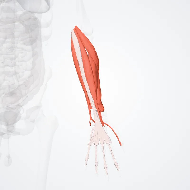 Anterior compartment of forearm (Compartimentum anterius antebrachii) highlighted in a 3D model of the human body