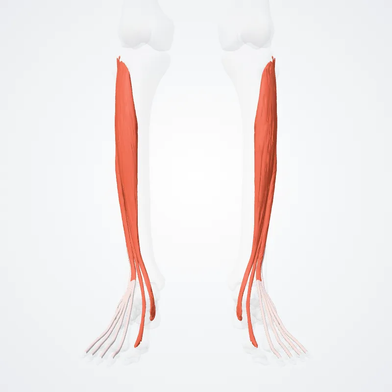 Compartimentum anterius cruris (Anterior compartment of leg) hervorgehoben in einem 3D-Modell des menschlichen Körpers