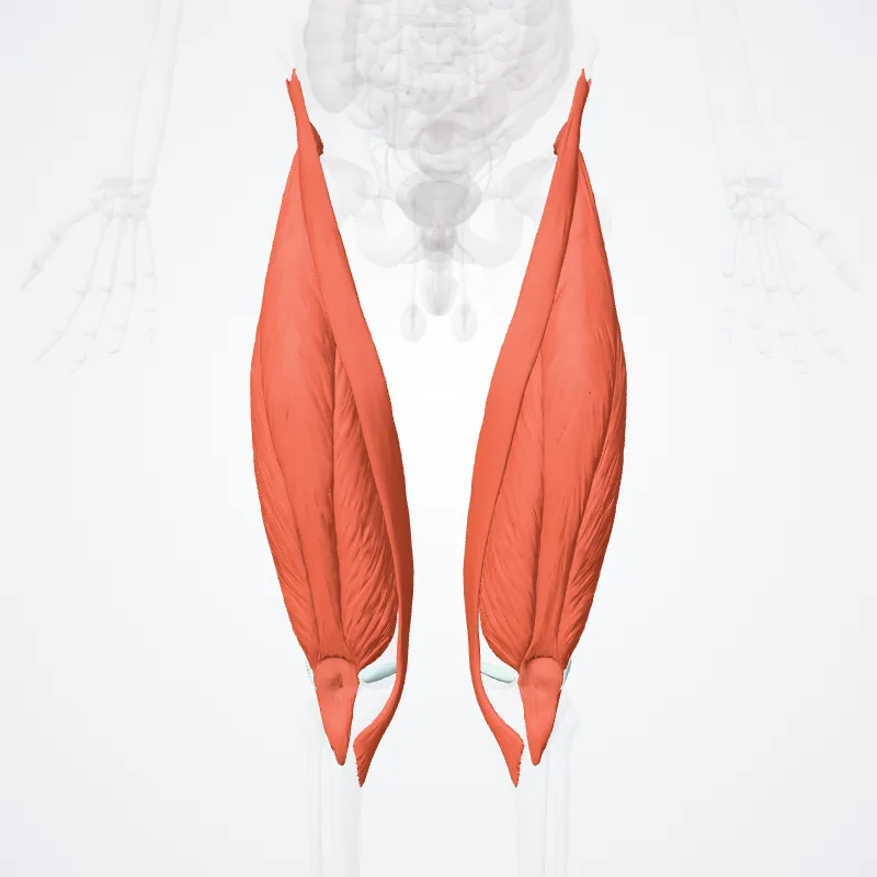 Compartimentum anterius femoris (Anterior compartment of thigh) hervorgehoben in einem 3D-Modell des menschlichen Körpers