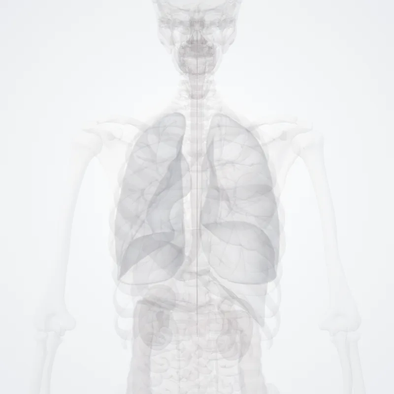 Tractus corticospinalis anterior (Anterior corticospinal tract) hervorgehoben in einem 3D-Modell des menschlichen Körpers