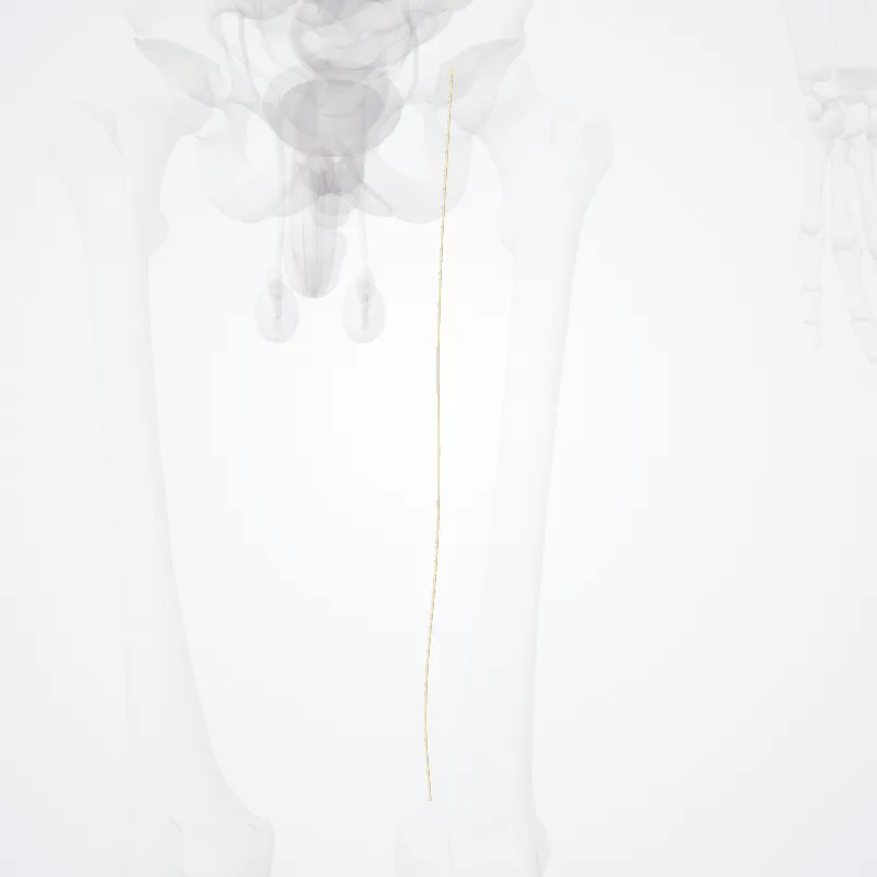 Rami cutanei anteriores nervi femoralis (Anterior cutaneous branches of femoral nerve) hervorgehoben in einem 3D-Modell des menschlichen Körpers