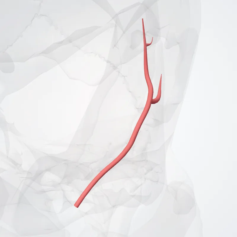 Arteria temporalis profunda anterior (Anterior deep temporal artery) hervorgehoben in einem 3D-Modell des menschlichen Körpers