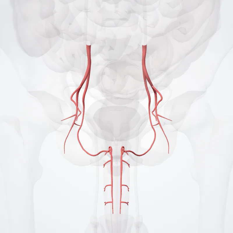 Divisio anterior arteriae iliacae internae (Anterior division of internal iliac artery) hervorgehoben in einem 3D-Modell des menschlichen Körpers