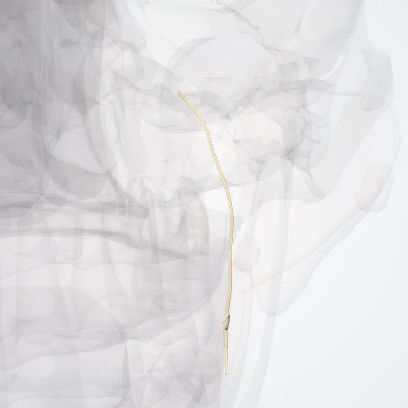 Divisio anterior nervi mandibularis (Anterior division of mandibular nerve) hervorgehoben in einem 3D-Modell des menschlichen Körpers