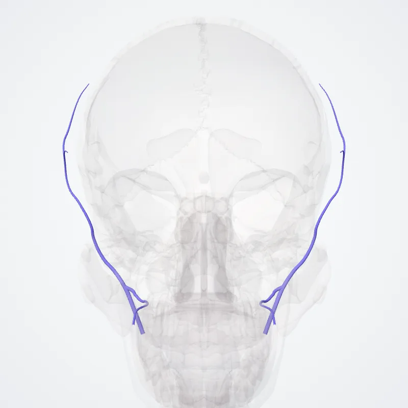 Divisio anterior venae mandibularis (Anterior division of retromandibular vein) hervorgehoben in einem 3D-Modell des menschlichen Körpers