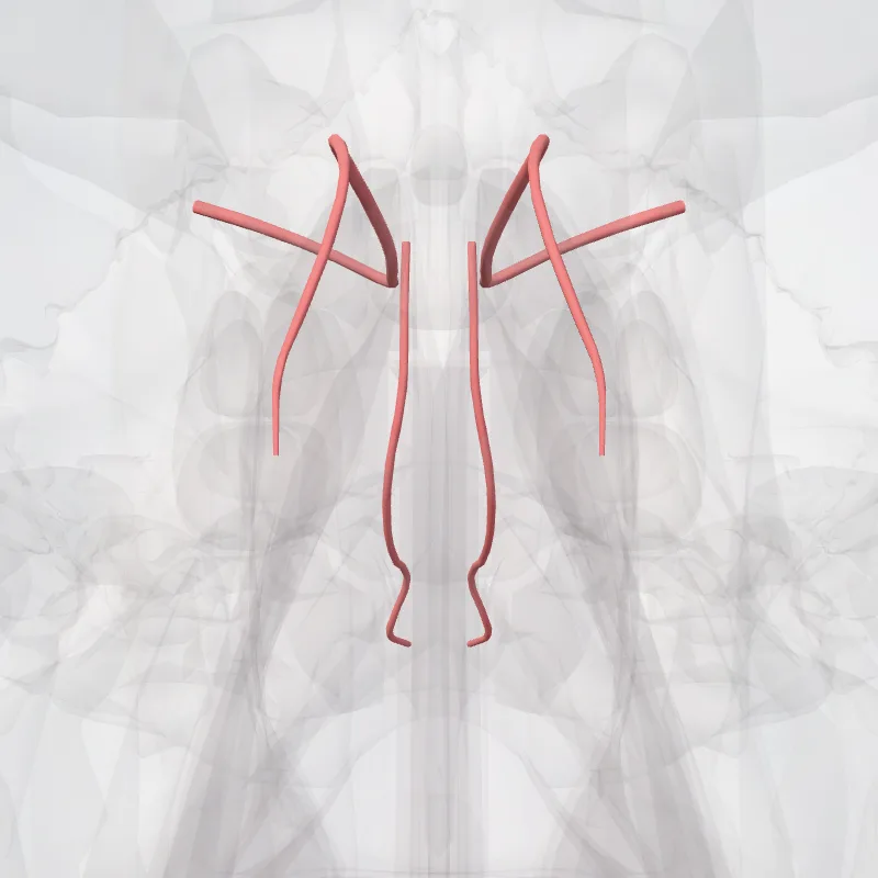 Arteria ethmoidea anterior (Anterior ethmoidal artery) hervorgehoben in einem 3D-Modell des menschlichen Körpers
