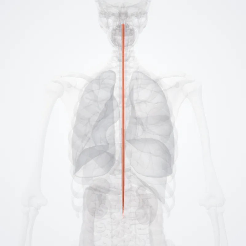 Anterior fasciculus proprius (Fasciculus proprius anterior) highlighted in a 3D model of the human body