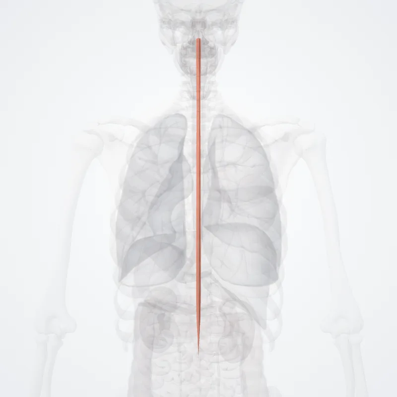Anterior funiculus (Funiculus anterior) highlighted in a 3D model of the human body