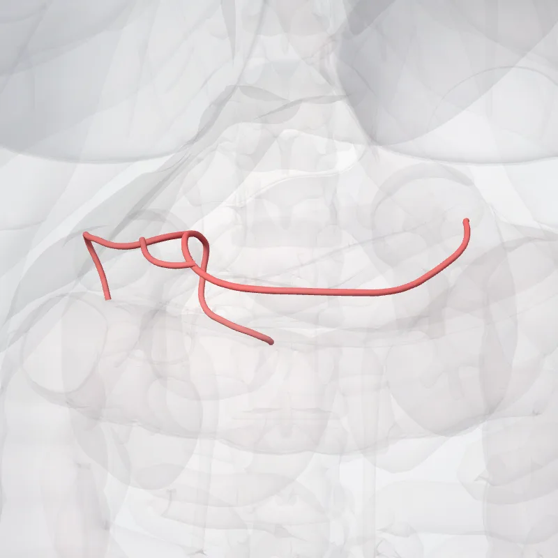 Anterior inferior pancreaticoduodenal artery (Arteria pancreaticoduodenalis inferior anterior) highlighted in a 3D model of the human body