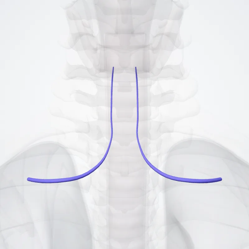 Anterior jugular vein (Vena iugularis anterior) highlighted in a 3D model of the human body