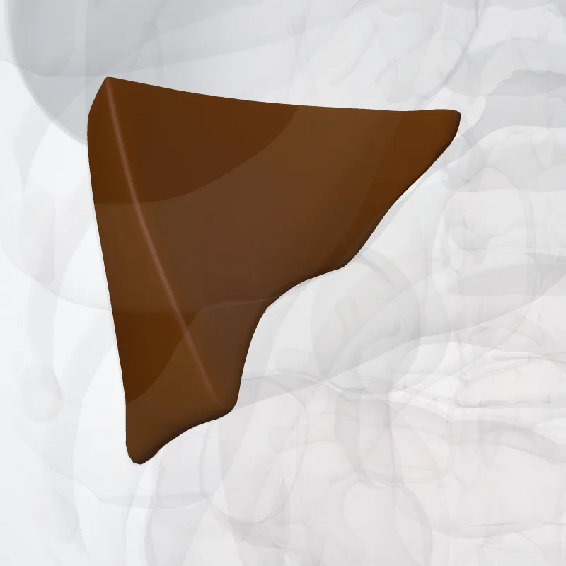 Anterior lateral segment of liver (VI) (Segmentum anterius laterale dextrum hepatis (VI)) highlighted in a 3D model of the human body